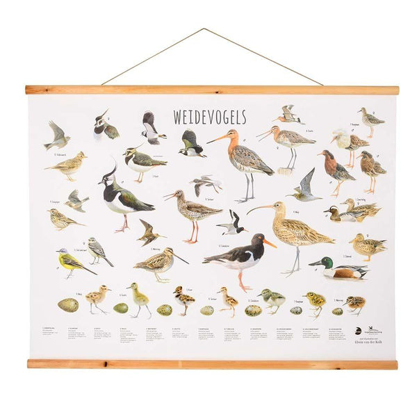 Wandposter Weidevogels