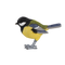 Koolmees