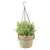 Aged Terracotta pot hangend L
