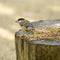 Vogelbescherming - Gedroogde meelwormen