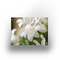 Tuinposter - White flower - 100x70cm