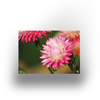Tuinposter - Pink flower - 100x70cm