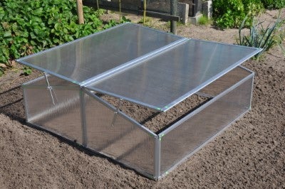 Silver Thyme - Royal Well