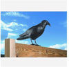 Esschert design - Vogelverschrikker Kraai